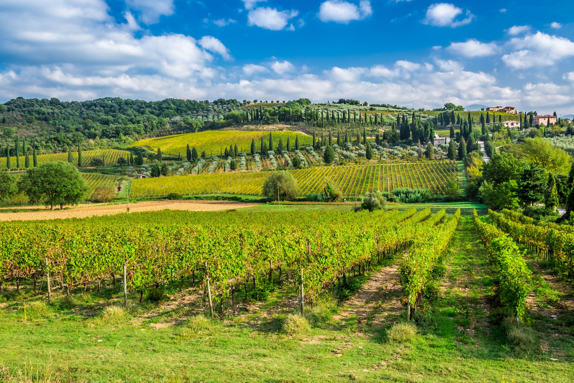 Vineyard near Montalcino in Tuscany in Italy